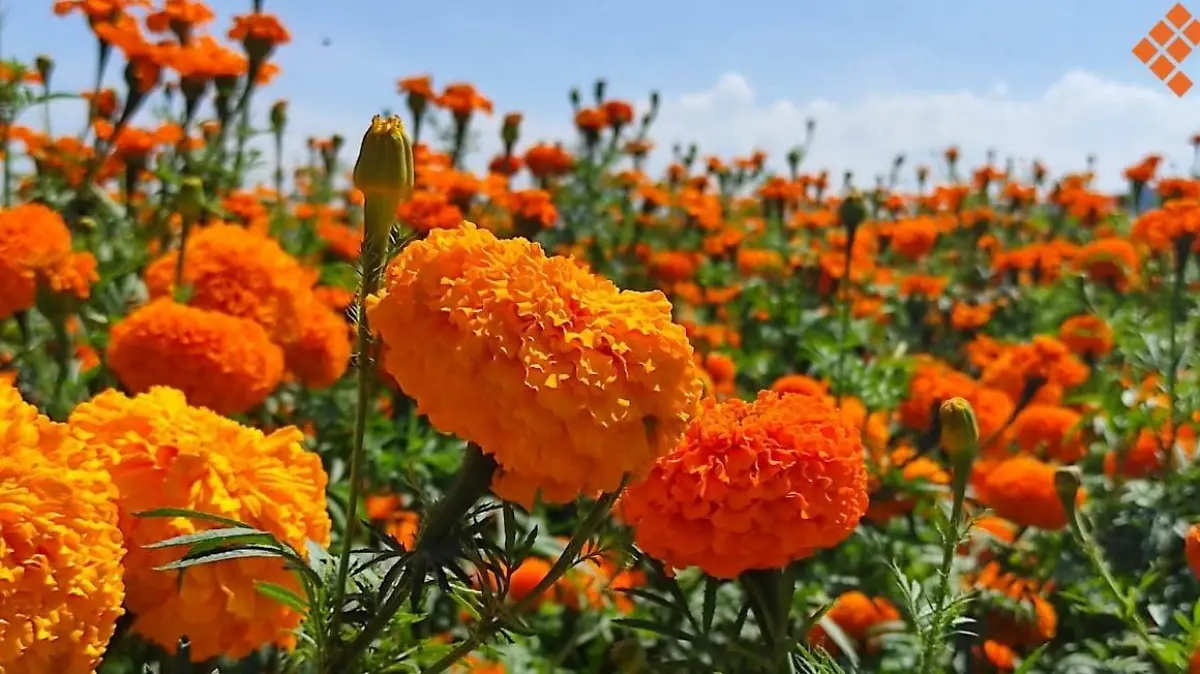 Se instalarán productores de flor en Rafael Delgado